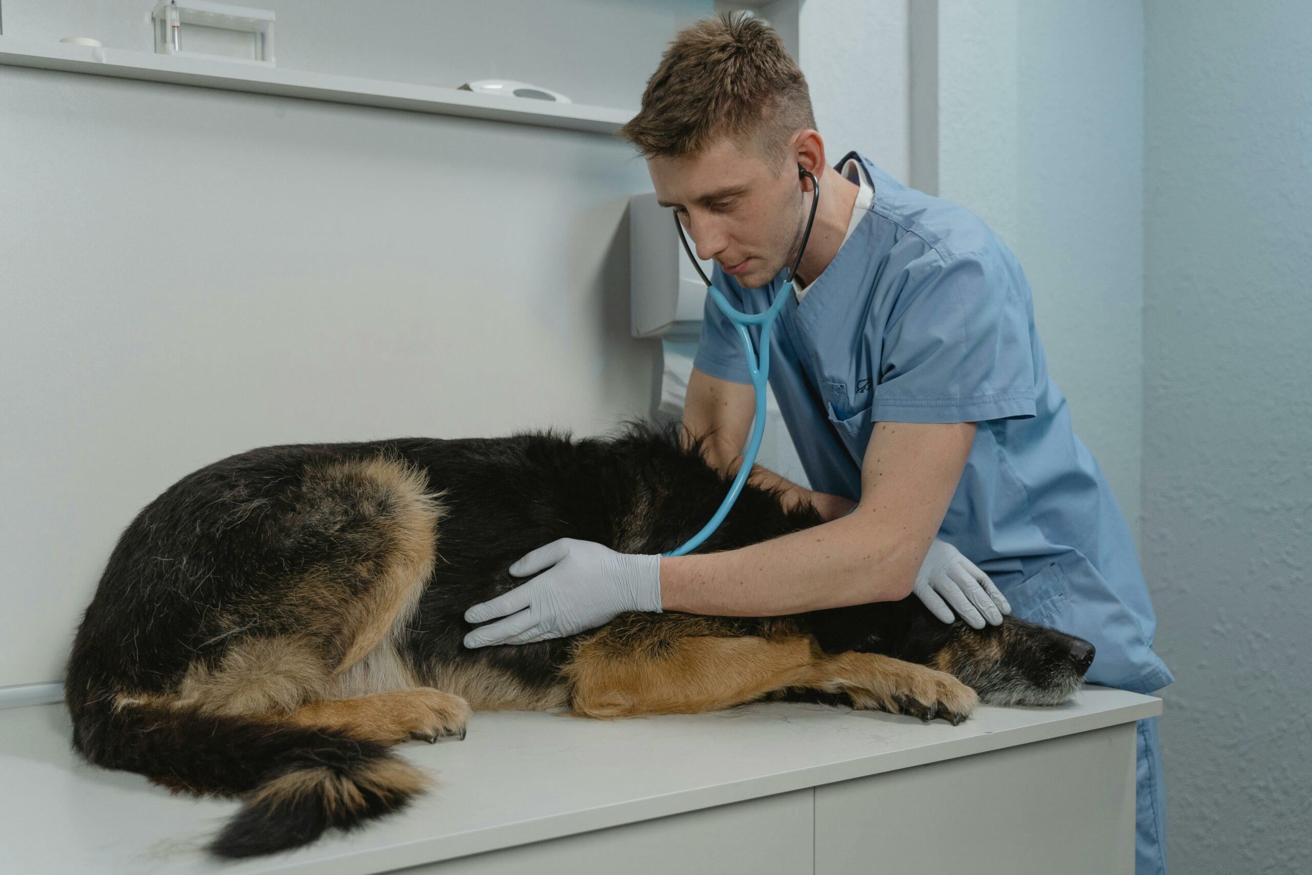 Pet sector represents 681 million euros annually in Portugal - SAPO